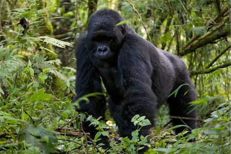 rainforest in africa - Mountain gorilla (Gorilla gorilla beringei), Silverback, Kongo, Rwanda, Africa Stock Photo - Rights-Managed, Code: 841-03505839