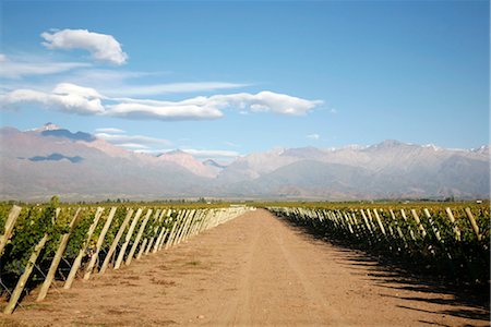 south america vine - Vineyards and the Andes mountains in Lujan de Cuyo, Mendoza, Argentina, South America Stock Photo - Rights-Managed, Code: 841-03505841