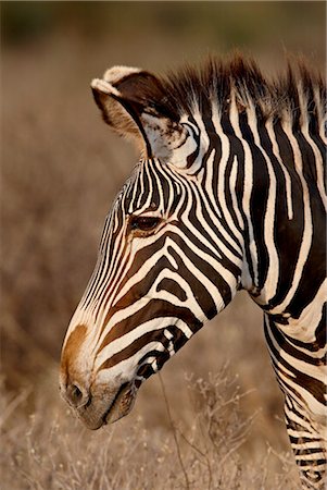 simsearch:841-03490247,k - Zèbre de Grévy (Equus grevyi), Samburu National Reserve, Kenya, Afrique de l'est, Afrique Photographie de stock - Rights-Managed, Code: 841-03505886