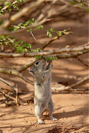 simsearch:841-03062112,k - Rat sifflant de Brant (Parotomys brantsii) alimentation, Kgalagadi Transfrontier Park, qui englobe l'ancien Kalahari Gemsbok National Park, Afrique du Sud, Afrique Photographie de stock - Rights-Managed, Code: 841-03505899