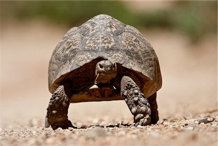 Leopard tortoise (Geochelone pardalis), Swartberg Pass, South Africa, Africa Foto de stock - Con derechos protegidos, Código: 841-03505904