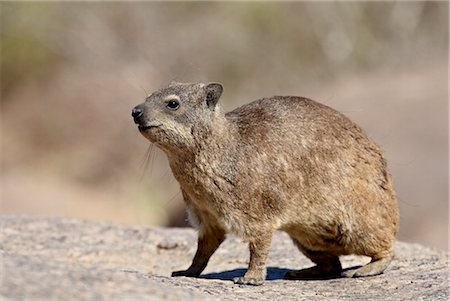 simsearch:841-03505749,k - Rock hyrax (rock dassie) (Procavia capensis), Augrabies Falls National Park, South Africa, Africa Foto de stock - Direito Controlado, Número: 841-03505902