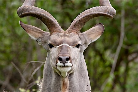 simsearch:841-03505716,k - Male grand koudou (Tragelaphus strepsiceros), Parc National de Kruger, Afrique du Sud, Afrique Photographie de stock - Rights-Managed, Code: 841-03505910