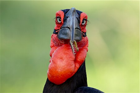 simsearch:841-03505739,k - Bucorve du Sud (ground hornbill) (Bucorvus leadbeateri), Parc National de Kruger, Afrique du Sud, Afrique Photographie de stock - Rights-Managed, Code: 841-03505912