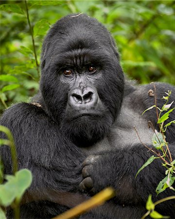 simsearch:862-03820301,k - Silberrücken-Berg-Gorilla (Gorilla Gorilla Beringei), Gruppe 13, Volcanoes Nationalpark, Ruanda, Afrika Stockbilder - Lizenzpflichtiges, Bildnummer: 841-03505928