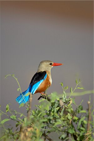 samburu - Martin-chasseur à tête grise (Martin-chasseur à tête grise) (lapone kingfisher) (Martin-chasseur à tête grise) (Halcyon leucocephala), Samburu National Reserve, Kenya, Afrique de l'est, Afrique Photographie de stock - Rights-Managed, Code: 841-03505938