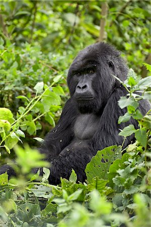 Silverback gorilla de montagne (Gorilla gorilla beringei), groupe Shinda, Parc National de volcans, Rwanda, Afrique Photographie de stock - Rights-Managed, Code: 841-03505930