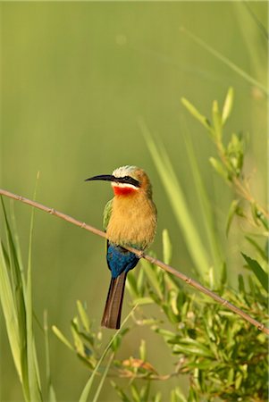 south african plants - White-fronted bee-eater (Merops bullockoides), Kruger National Park, South Africa, Africa Stock Photo - Rights-Managed, Code: 841-03506016