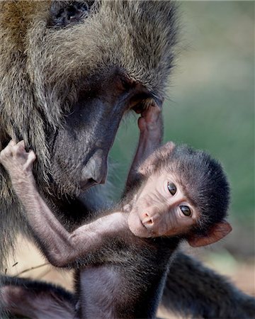 Olive baboon (Papio cynocephalus anubis) mother and infant, Samburu National Reserve, Kenya, East Africa, Africa Foto de stock - Direito Controlado, Número: 841-03506020