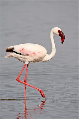 Moindre Flamingo (Phoeniconaias minor), Parc National du lac Nakuru, Kenya, Afrique de l'est, Afrique Photographie de stock - Rights-Managed, Code: 841-03506037