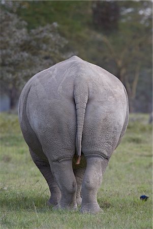 parque nacional do lago nakuru - Rear view of a white rhinoceros (Ceratotherium simum), Lake Nakuru National Park, Kenya, East Africa, Africa Foto de stock - Direito Controlado, Número: 841-03506033