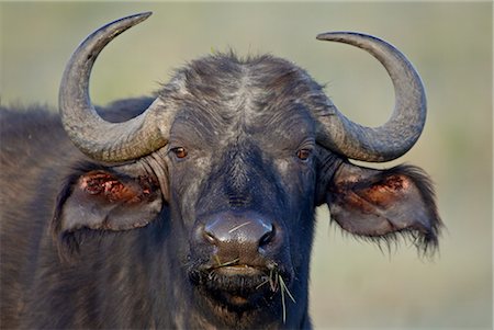 Cape buffalo (African buffalo) (Syncerus caffer), Lake Nakuru National Park, Kenya, East Africa, Africa Foto de stock - Con derechos protegidos, Código: 841-03506041