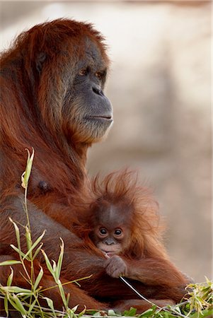 Orangutan (Pongo pygmaeus) mother and 6-month old baby in captivity, Rio Grande Zoo, Albuquerque Biological Park, Albuquerque, New Mexico, United States of America, North America Stock Photo - Rights-Managed, Code: 841-03506051