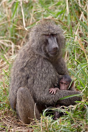 Mother and infant Olive Baboon (Papio cynocephalus anubis), Masai Mara National Reserve, Kenya, East Africa, Africa Foto de stock - Direito Controlado, Número: 841-03506069