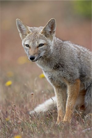 simsearch:841-03033367,k - Gray fox (Patagonian fox) (Pseudalopex griseus), Torres del Paine, Chile, South America Foto de stock - Con derechos protegidos, Código: 841-03506100