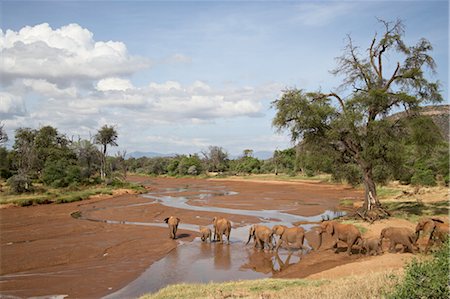 African elephant (Loxodonta africana) going to the Uaso Nyro River, Samburu National Reserve, Kenya, East Africa, Africa Stock Photo - Rights-Managed, Code: 841-03506115