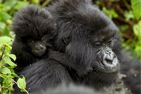 Infant mountain gorilla (Gorilla gorilla beringei) clinging to its mother's neck, Amahoro A group, Volcanoes National Park, Rwanda, Africa Foto de stock - Con derechos protegidos, Código: 841-03506111