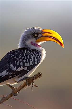 Mâle oriental Calao à bec jaune (Tockus flavirostris), Samburu National Reserve, Kenya, Afrique de l'est, Afrique Photographie de stock - Rights-Managed, Code: 841-03506128