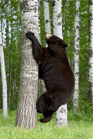 Schwarzbär (Ursus Americanus) Klettern White Birch, in Gefangenschaft, aus Sandstein, Minnesota, Vereinigte Staaten von Amerika, Nordamerika Stockbilder - Lizenzpflichtiges, Bildnummer: 841-03506151