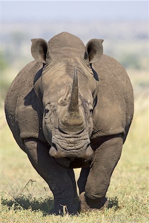 rhino south africa - White rhinoceros (Ceratotherium simum), Kruger National Park, South Africa, Africa Stock Photo - Rights-Managed, Code: 841-03506169