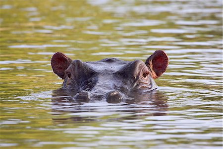 Hippopotamus (Hippopotamus amphibius), Serengeti National Park, Tanzania, East Africa, Africa Foto de stock - Con derechos protegidos, Código: 841-03507654