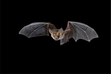 Pallid bat (Antrozous pallidus) in flight, near Portal, Arizona, United States of America, North America Stock Photo - Rights-Managed, Code: 841-03507652