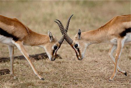 simsearch:841-03507685,k - Male Thomson's gazelle (Gazella thomsonii) fighting, Masai Mara National Reserve, Kenya, East Africa, Africa Foto de stock - Con derechos protegidos, Código: 841-03507687