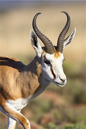 simsearch:841-03505749,k - Male springbok (Antidorcas marsupialis), Mountain Zebra National Park, South Africa, Africa Foto de stock - Direito Controlado, Número: 841-03507699