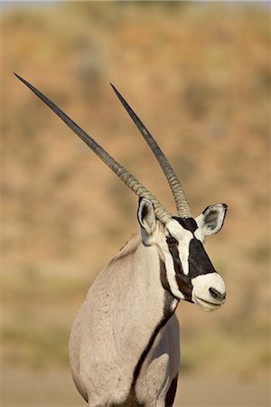 Gemsbok (South African Oryx) (Oryx gazella), Kgalagadi Transfrontier Park, encompassing the former Kalahari Gemsbok National Park, South Africa, Africa Stock Photo - Rights-Managed, Code: 841-03507691