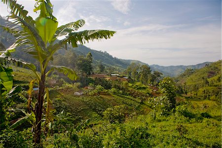 rolling hills of africa - Village of Masango, Cibitoke Province, Burundi, Africa Stock Photo - Rights-Managed, Code: 841-03507869