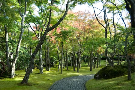 Moss garden, Hakone Museum of Art, Koen-kami, Gora, Hakone, west of Tokyo, Honshu, Japan Foto de stock - Con derechos protegidos, Código: 841-03517027