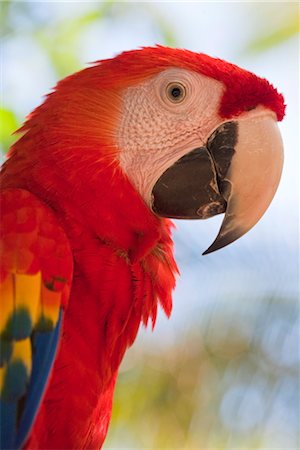 Scarlet macaw, Roatan, Bay Islands, Honduras, Central America Foto de stock - Con derechos protegidos, Código: 841-03517053