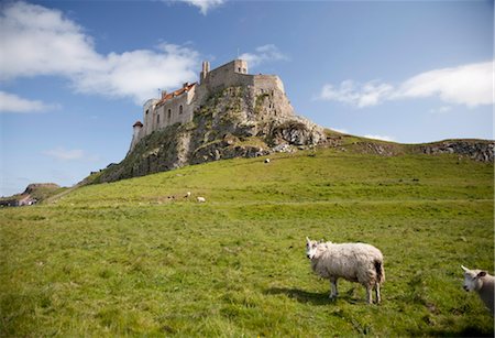 Lindisfarne Castle and sheep, Lindisfarne or Holy Island,  Northumberland, England, United Kingdom, Europe Foto de stock - Direito Controlado, Número: 841-03517128