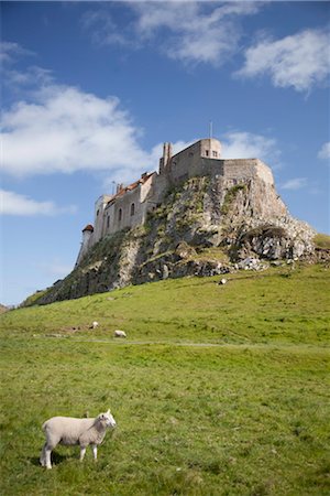 Lindisfarne Castle and sheep, Lindisfarne or Holy Island,  Northumberland, England, United Kingdom, Europe Foto de stock - Direito Controlado, Número: 841-03517129