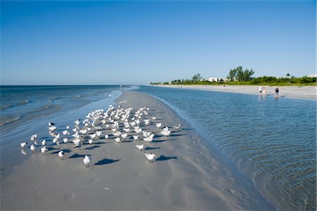 Royal tern birds on beach, Sanibel Island, Gulf Coast, Florida, United States of America, North America Stock Photo - Rights-Managed, Code: 841-03517149