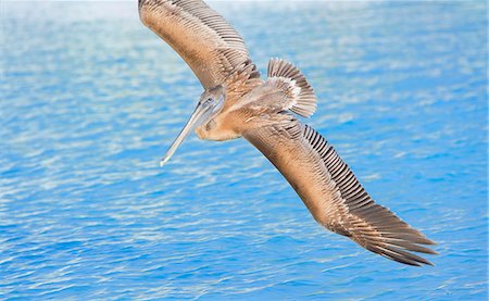 Pelican flying over sea, Key West, Florida, United States of America, North America Foto de stock - Con derechos protegidos, Código: 841-03517250
