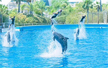 dolphins jumping - Dauphins en poussant vers le haut dans l'air de leurs instructeurs, spectacle de dauphins effectuées à l'Oceanografic, cité des Arts et Sciences, Valencia, Comunidad Autónoma de Valencia, Espagne, Europe Photographie de stock - Rights-Managed, Code: 841-03517308