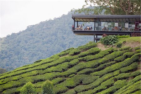 shrub - Tea shop on a tea plantation, BOH Sungai Palas Tea Estate, Cameron Highlands, Perak state, Malaysia, Southeast Asia, Asia Stock Photo - Rights-Managed, Code: 841-03517349