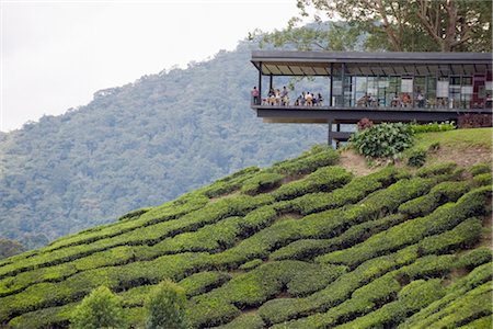 plantations in southeast asia - Tea shop on a tea plantation, BOH Sungai Palas Tea Estate, Cameron Highlands, Perak state, Malaysia, Southeast Asia, Asia Foto de stock - Con derechos protegidos, Código: 841-03517349