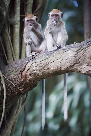 Macaque monkeys in Lake Gardens, Kuala Lumpur, Malaysia, Southeast Asia, Asia Stock Photo - Rights-Managed, Code: 841-03517384