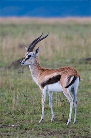 simsearch:841-03058796,k - Gazelle de Thomson (Gazella thomsoni), Masai Mara National Reserve, Kenya, Afrique de l'est, Afrique Photographie de stock - Rights-Managed, Code: 841-03517606