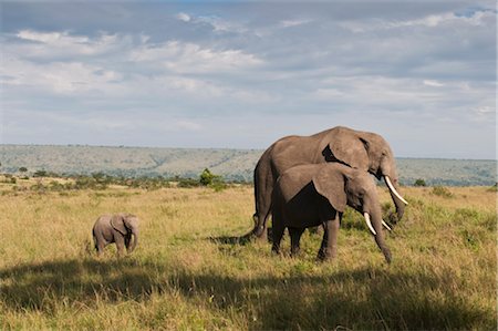 Éléphants d'Afrique et les jeune veaux (Loxodonta africana), Masai Mara National Reserve, Kenya, Afrique de l'est, Afrique Photographie de stock - Rights-Managed, Code: 841-03517609