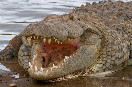 Nile crocodile (Crocodilus niloticus), Masai Mara National Reserve, Kenya, East Africa, Africa Foto de stock - Con derechos protegidos, Código: 841-03517603