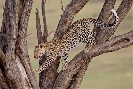 spotted panther - Leopard (Panthera pardus) in a tree, Masai Mara National Reserve, Kenya, East Africa, Africa Stock Photo - Rights-Managed, Code: 841-03517716