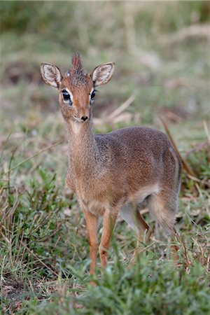 Dik-dik de Kirk (Madoqua kirkii), Masai Mara National Reserve, Kenya, Afrique de l'est, Afrique Photographie de stock - Rights-Managed, Code: 841-03517727