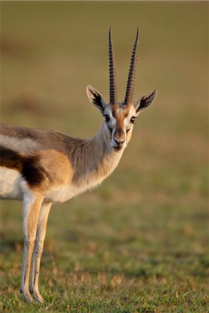 simsearch:841-05783220,k - Male Thomson's gazelle (Gazella thomsonii), Masai Mara National Reserve, Kenya, East Africa, Africa Stock Photo - Rights-Managed, Code: 841-03517729