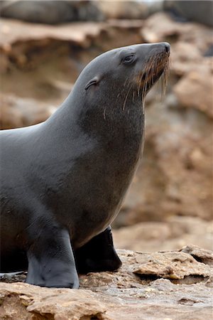 simsearch:841-02718248,k - Wet Cape fur seal (South African fur seal) (Arctocephalus pusillus), Elands Bay, South Africa, Africa Foto de stock - Con derechos protegidos, Código: 841-03517760