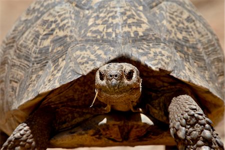 Leopard tortoise (Geochelone pardalis), Swartberg Pass, South Africa, Africa Stock Photo - Rights-Managed, Code: 841-03517763