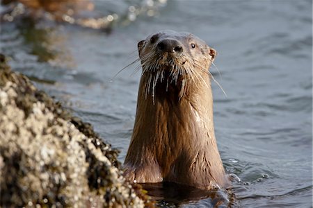 Loutre de rivière (Lutra canadensis), près de Nanaimo, en Colombie-Britannique, Canada, en Amérique du Nord Photographie de stock - Rights-Managed, Code: 841-03517775