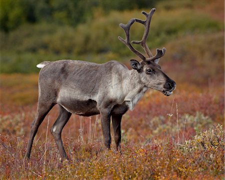 simsearch:841-03674493,k - Porcupine caribou (Grant's caribou) (Rangifer tarandus granti) cow, Denali National Park, Alaska, United States of America Stock Photo - Rights-Managed, Code: 841-03517800